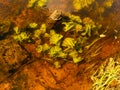 Picture of underwater plants in a steep river