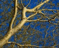 Abstract picture of white poplar
