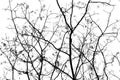 Abstract Pictures of Branches