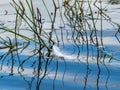 Abstract pictures of water grass and bird feather in water, interesting reflections