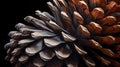 abstract pinecone texture on black background Royalty Free Stock Photo