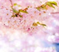 Abstract pink cherry blossom background with copy space