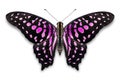 Abstract pink color Tailed Jay Graphium agamemnon butterfly