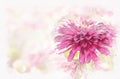 Abstract pink colorful shape on flower blooming watercolor illustration painting. Royalty Free Stock Photo