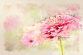 Abstract pink colorful shape on flower blooming watercolor illustration painting.