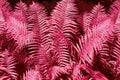 Abstract pink fern leaves background close up, fantastic red color bracken foliage texture, decorative purple tropical frond leaf Royalty Free Stock Photo