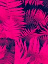 Abstract pink fern leaves background close up