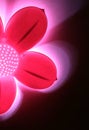 Abstract pink flower light against black backgroun Royalty Free Stock Photo