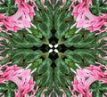 Abstract Pink and Green Design Royalty Free Stock Photo