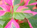 Abstract Pink Green Leaves Nature Background - Hybrid Coleus Blumei - Plectranthus Scutellarioides Royalty Free Stock Photo