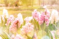 Abstract Pink hyacinth. Selective focus of spring blossom flowers with light leaks of sun Royalty Free Stock Photo