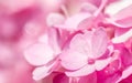 Abstract of pink hydrangea flowers. Royalty Free Stock Photo