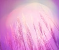 Abstract pink lighting softness Feather Grass background Royalty Free Stock Photo