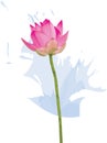 Pink lotus flower on soft blue color background Royalty Free Stock Photo