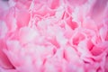 Abstract pink peony flower background used as background illustration Royalty Free Stock Photo