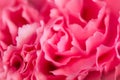 Abstract pink peony flower background used as background illustration Royalty Free Stock Photo