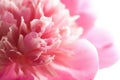 Abstract pink peony flower isolated Royalty Free Stock Photo