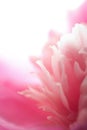 Abstract pink peony flower isolated Royalty Free Stock Photo