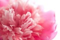 Abstract pink peony flower isolated Royalty Free Stock Photo