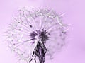 Abstract pink purple background with fluffy flower dandelion in drops of water close up poster design, botanical macro photography Royalty Free Stock Photo