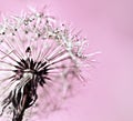 Abstract pink purple background with fluffy flower dandelion in drops of water close up poster design, botanical macro photography Royalty Free Stock Photo