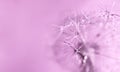 Abstract pink purple background with fluffy flower dandelion in drops of water close up poster design, botanical macro photography Royalty Free Stock Photo
