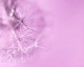 Abstract pink purple background with fluffy flower dandelion in drops of water close up poster design, botanical macro photography Royalty Free Stock Photo