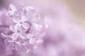 An abstract pink purple floral background. Royalty Free Stock Photo