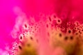 Abstract pink and red petal image for background Royalty Free Stock Photo