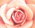 Abstract pink rose Royalty Free Stock Photo