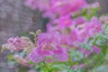 Pink trumpet vine, Phodania,Podranea ricasoliana, Bignoniaceae,happiness flower with the spiderweb and bokeh background