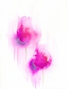 Abstract pink tulips watercolor painting on white