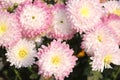 Abstract pink white floral background. Blurred Chrysanthemum petals. Royalty Free Stock Photo