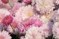 Abstract pink white floral background. Blurred Chrysanthemum petals. Royalty Free Stock Photo