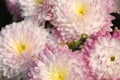 Abstract pink white floral background. Blurred Chrysanthemum petals. Royalty Free Stock Photo