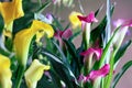 Abstract of Pink and Yellow Calla Lilies Growing Together Royalty Free Stock Photo