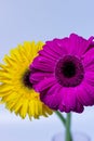 Abstract pink and yellow Gerbera daisy macro with water droplets on the petals Royalty Free Stock Photo