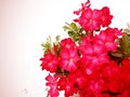 Abstract Pinkish-red adenium blooms on the tree. beautiful on a white background