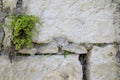 Abstract plant background of the wall, A green climbing creeping plant with small leaves on the wall of a house made of