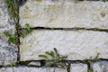 Abstract plant background of the wall, A green climbing creeping plant with small leaves on the wall of a house made of