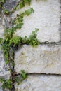 Abstract plant background of the wall, A green climbing creeping plant with small leaves on the wall of a house made of