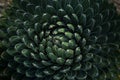 Abstract of plant with circular pattern