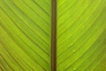 Abstract plant leaf with symmetrical lines