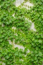 Abstract plant wall background, The Green creeper plant on grunge old house wall