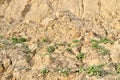 Texture plowed soil with plants.