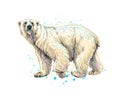 Abstract polar bear from a splash of watercolor, hand drawn sketch