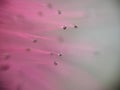 Abstract pollen pink background