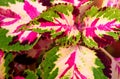 Abstract Polychrome Leaves Nature Background - Hybrid Coleus Blumei - Plectranthus Scutellarioides