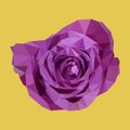 Abstract polygonal purple rose, isolated polygon vector flower