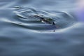 Abstract porpoise swimming